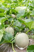 White Cantaloupe Melon fruit seeds for planting - Heirloom & Non-GMO Garden seeds