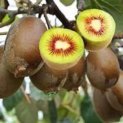 Jin Tao Kiwi fruit seeds for planting - Heirloom & Non-GMO garden seeds for mineral-rich exotic vines