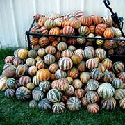 Rare Melon fruit seeds for planting - Heirloom & Non-GMO Garden seeds, unique vines for creative gardens
