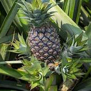 Green Pineapple Fruit Seeds for Planting - Heirloom & Non-GMO Garden Seeds