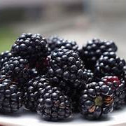Blackberry fruit seeds for planting - Heirloom & Non-GMO Garden seeds