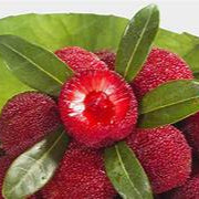 Red Arbutus fruit seeds for planting - Heirloom &amp; Non-GMO Garden seeds, colorful fruit trees for home orchards