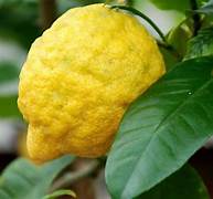 Citrus Medica Citron fruit seeds for planting – Heirloom & Non-GMO garden seeds for exotic citrus harvests