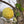 Yellow Maclura fruit seeds for planting - Heirloom & Non-GMO Garden seeds, hardy fruiting variety for landscapes