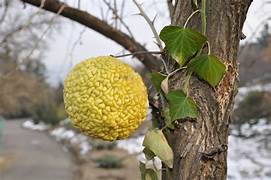 Yellow Maclura fruit seeds for planting - Heirloom & Non-GMO Garden seeds, hardy fruiting variety for landscapes