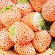 Pineberry Strawberry fruit seeds for planting – Heirloom & Non-GMO garden seeds, rare white berry variety