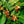 Ashwagandha herb seeds for planting – Heirloom & Non-GMO garden seeds, medicinal plant for wellness and vitality