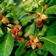 Ashwagandha herb seeds for planting – Heirloom & Non-GMO garden seeds, medicinal plant for wellness and vitality
