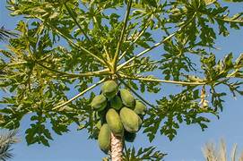 Carica Papaya fruit seeds for planting - Heirloom & Non-GMO Garden seeds