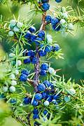 Blue Juniper Berries Fruit Seeds for Planting – Heirloom & Non-GMO Garden seeds, distinctive berries for edible landscapes
