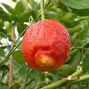 Light Red Lemon fruit seeds for planting - Heirloom & Non-GMO garden seeds, juicy citrus variety