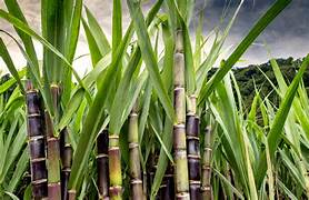 Sugarcane plant seeds for planting - Heirloom & Non-GMO Garden seeds, sweet cane stalks for easy growing