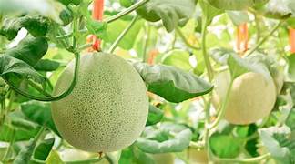 Winter Melon Seeds for Planting – Heirloom Non-GMO Organic Garden Seeds – Refreshing Melon for Soups & Stews