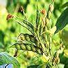Cajanus Plant Seeds for Planting – Heirloom & Non-GMO Legume Seeds for Healthy Garden Cultivation