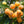 Yellow Loquat fruit seeds for planting - Heirloom & Non-GMO Garden seeds