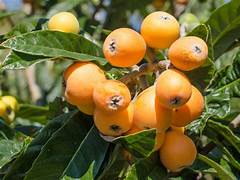 Yellow Loquat fruit seeds for planting - Heirloom & Non-GMO Garden seeds