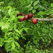 Red Spondias Purpurea fruit seeds for planting - Heirloom & Non-GMO Garden seeds