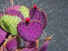 Purple Prickly Pear Cactus fruit seeds for planting - Heirloom & Non-GMO Garden seeds
