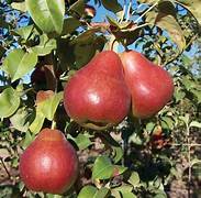 Forelle Pear fruit seeds for planting – Heirloom & Non-GMO rare garden seeds