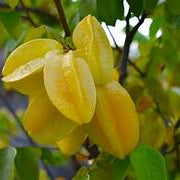 Star Fruit seeds for planting - Heirloom & Non-GMO Garden seeds for glossy exotic tropical fruits