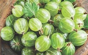 Greenfinch Gooseberry fruit seeds for planting - Heirloom & Non-GMO garden seeds for tart tangy vitamin C-rich fruits