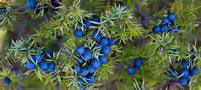 Blue Juniper Berries Fruit Seeds for Planting – Heirloom & Non-GMO Garden seeds, distinctive berries for edible landscapes