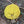 Yellow Maclura fruit seeds for planting - Heirloom & Non-GMO Garden seeds, hardy fruiting variety for landscapes