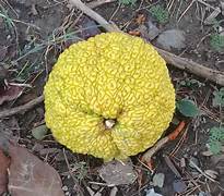 Yellow Maclura fruit seeds for planting - Heirloom & Non-GMO Garden seeds, hardy fruiting variety for landscapes