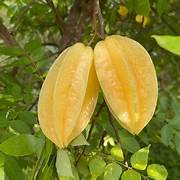 Yellow Carambola fruit seeds for planting - Heirloom & Non-GMO Garden seeds, starfruit trees for tropical gardens