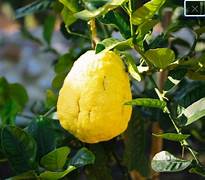 Citrus Medica Citron fruit seeds for planting – Heirloom & Non-GMO garden seeds for exotic citrus harvests