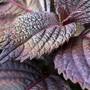 Purple Frutescens Perilla herb seeds for planting – Heirloom & Non-GMO garden seeds, versatile culinary herb