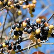 Nanny Berry fruit seeds for planting - Heirloom & Non-GMO Garden seeds, sweet unique berries for garden enthusiasts