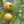 Yellow Mexican Cream Guava fruit seeds for planting - Heirloom & Non-GMO Garden seeds, sweet tropical fruit variety