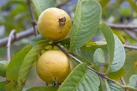 Yellow Mexican Cream Guava fruit seeds for planting - Heirloom & Non-GMO Garden seeds, sweet tropical fruit variety
