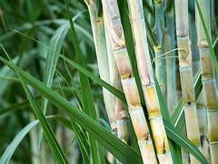 Sugarcane plant seeds for planting - Heirloom & Non-GMO Garden seeds, sweet cane stalks for easy growing