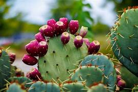 Purple Prickly Pear Cactus fruit seeds for planting - Heirloom & Non-GMO Garden seeds