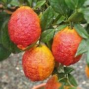 Light Red Lemon fruit seeds for planting - Heirloom & Non-GMO garden seeds, juicy citrus variety