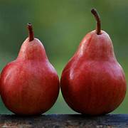 Starkrimson Pear fruit seeds for planting – Heirloom & Non-GMO garden seeds, crisp juicy pears for orchards