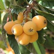 Loquat Nisperos fruit seeds for planting – Heirloom & Non-GMO garden seeds, hardy trees with refreshing fruits