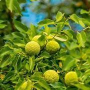 Maclura Pomifera fruit seeds for planting – Heirloom & Non-GMO hardy Osage orange garden seeds