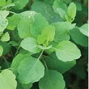 Papalo herb seeds for planting - Heirloom & Non-GMO Garden seeds, rare flavorful herb for home gardens