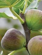 Mixed Fig fruit seeds for planting - Heirloom & Non-GMO Garden seeds