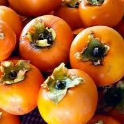 Date Plum Persimmon fruit seeds for planting - Heirloom & Non-GMO garden seeds, sweet trees for home gardens