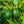 Avocado fruit seeds for planting - Heirloom & Non-GMO Garden seeds, creamy fruit trees for home growing