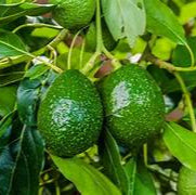 Avocado fruit seeds for planting - Heirloom & Non-GMO Garden seeds, creamy fruit trees for home growing