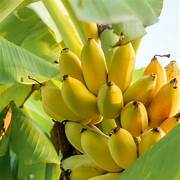 Light Yellow Banana fruit seeds for planting - Heirloom & Non-GMO garden seeds, tropical sweet variety