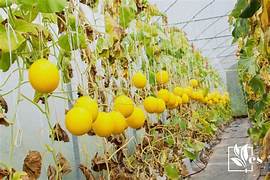 Korean Melon vegetable seeds for planting - Heirloom & Non-GMO Garden seeds
