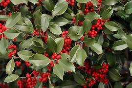 Red Ilex Opaca plant seeds for planting - Heirloom & Non-GMO Garden seeds, ornamental shrub variety for landscaping