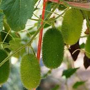 Cucumis Dipsaceus fruit seeds for planting - Heirloom & Non-GMO Garden seeds