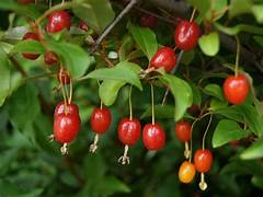 Goumi Fruit Seeds for Planting – Heirloom & Non-GMO Garden seeds, hardy fruiting shrub for backyard gardens